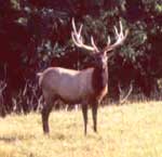 elk bull