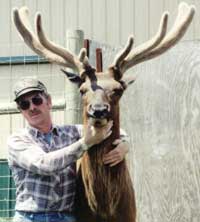 Elk Bull